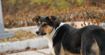 Проєкт житла для безпритульних тварин Проєкт житла для безпритульних 