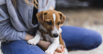 Проєкт житла для безпритульних тварин